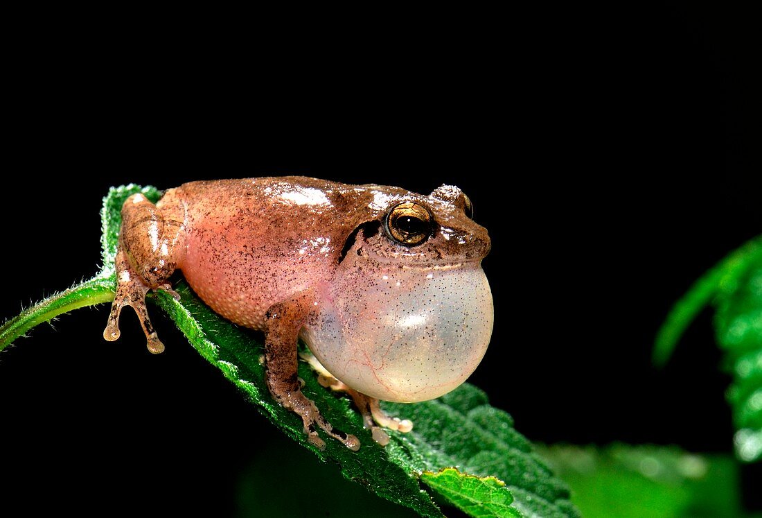Male bush frog calling