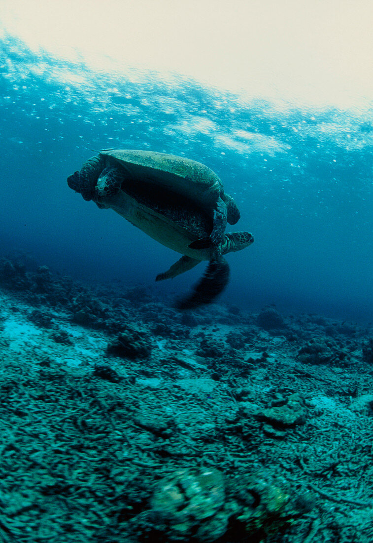 Green turtles mating