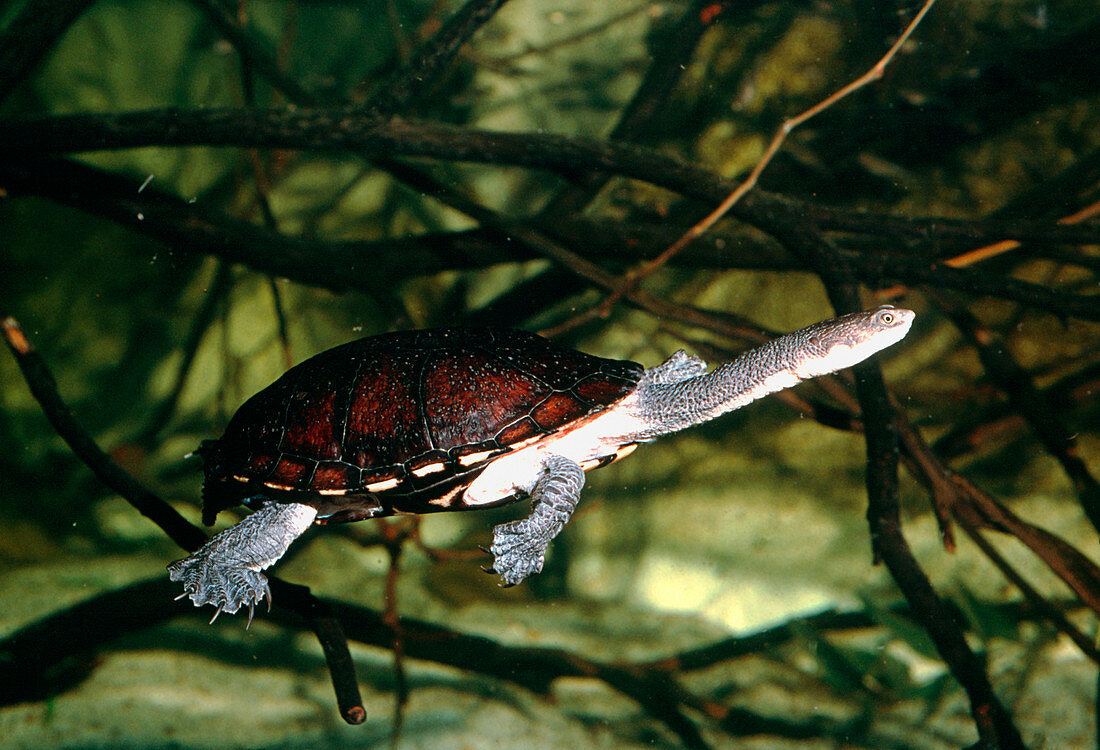 Australian snake-necked turtle