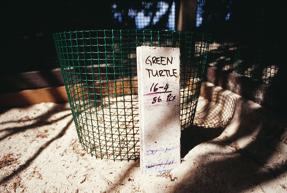 Green turtle hatchery