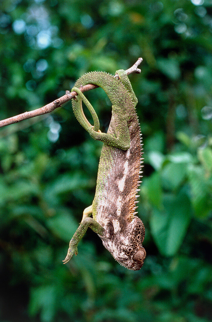 Madagascan chameleon climbing in a tree
