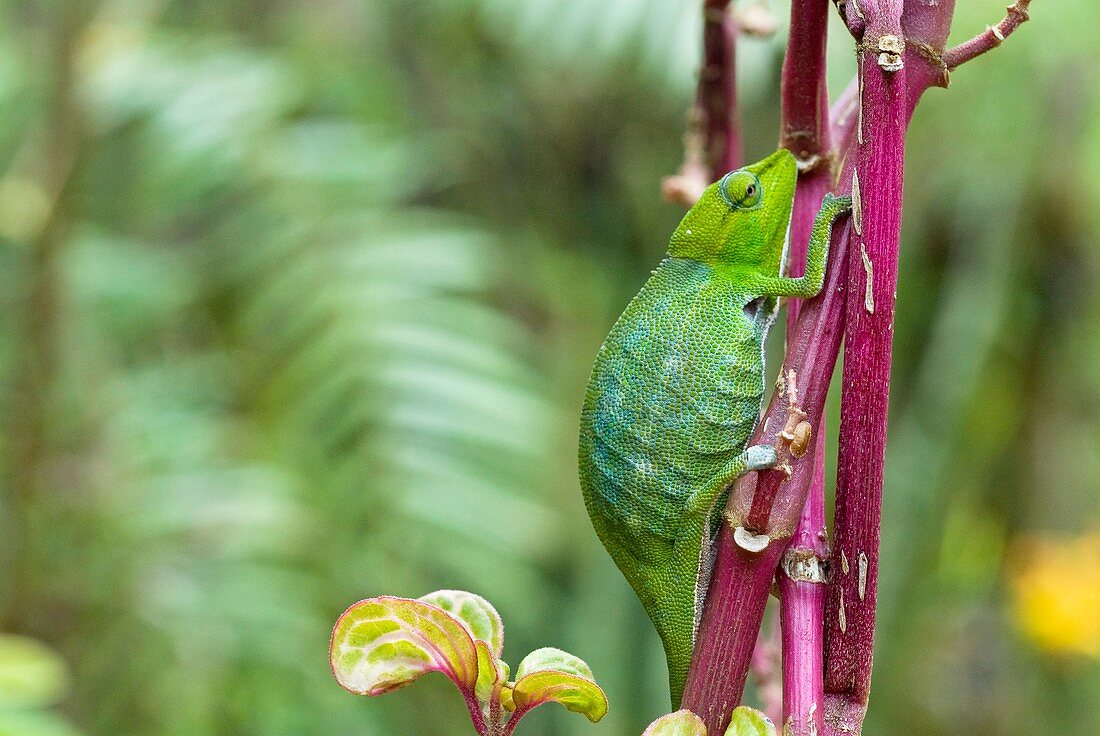 Madagascan chameleon on a branch
