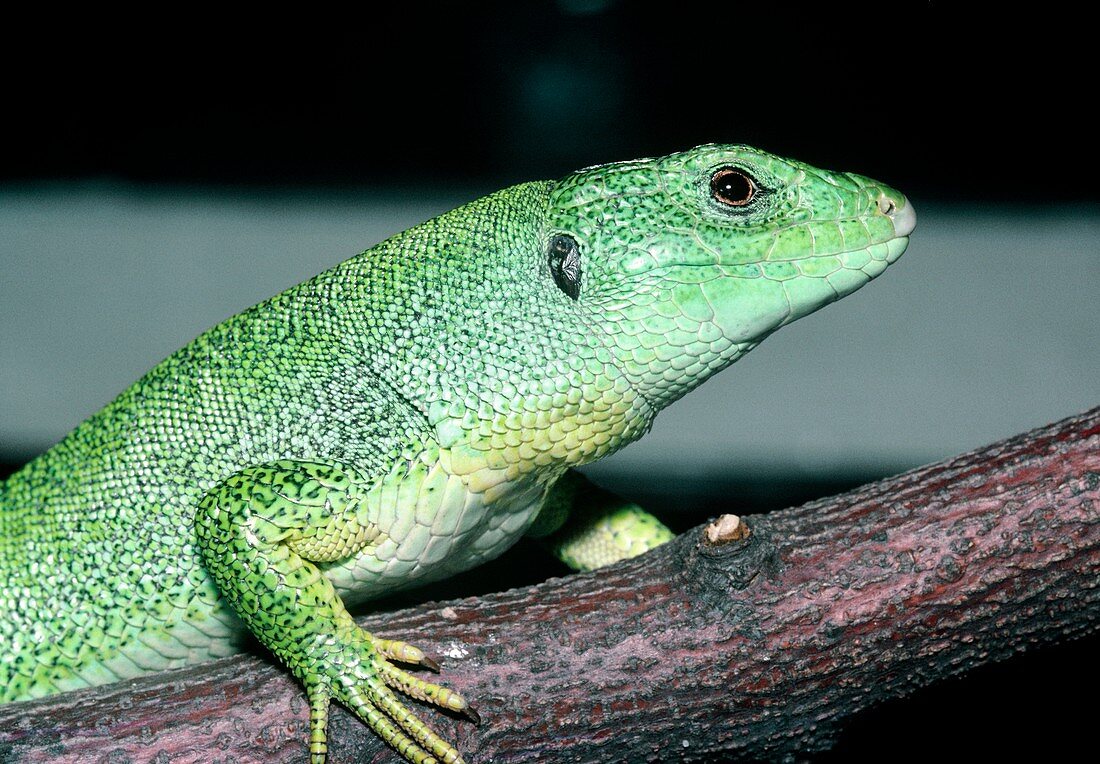 Balken green lizard
