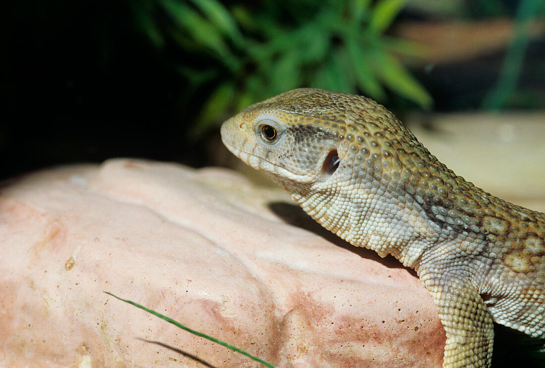Savannah monitor lizard
