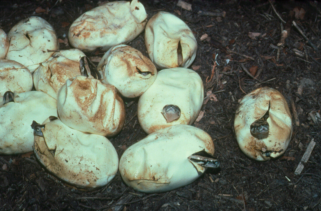 Eggs of the Indian or Burmese python