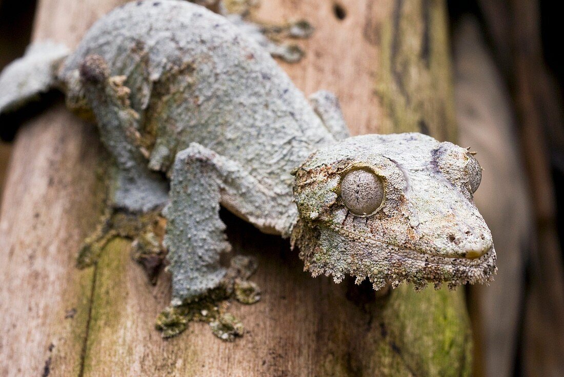 Mossy leaftail gecko on a tree