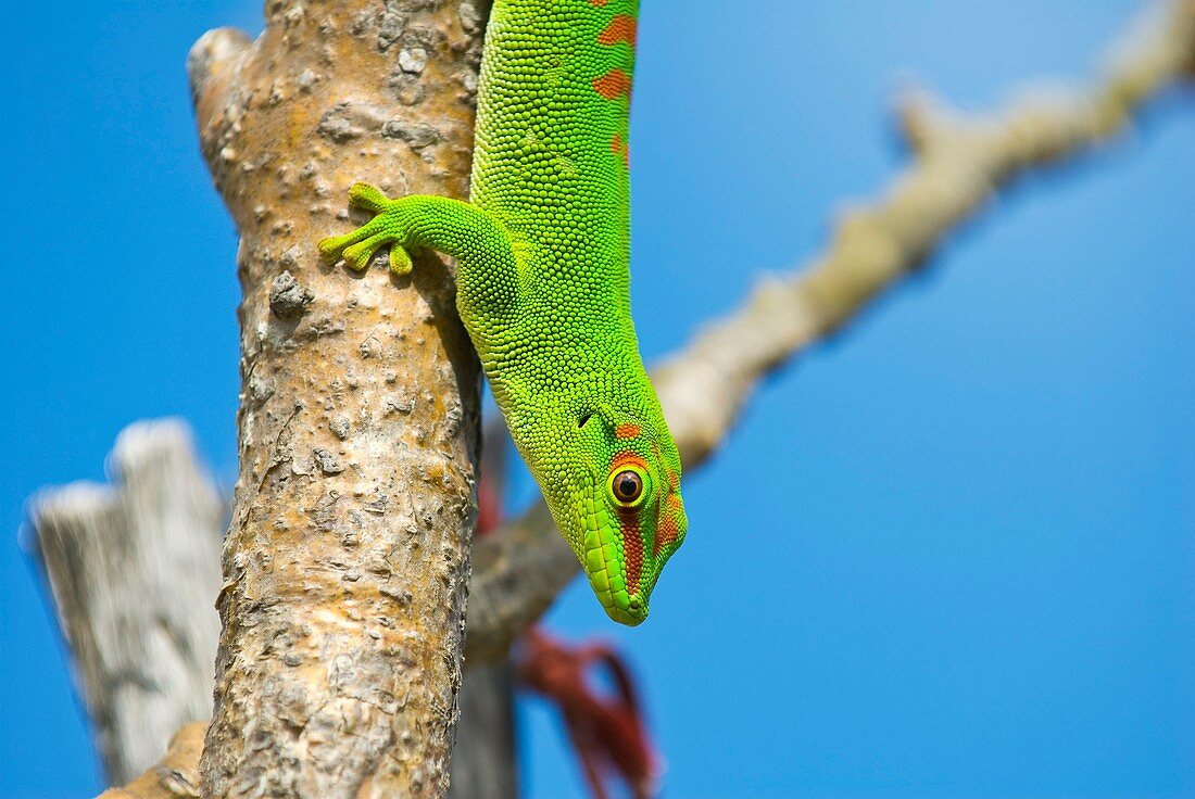 Madagascar giant day gecko on a tree