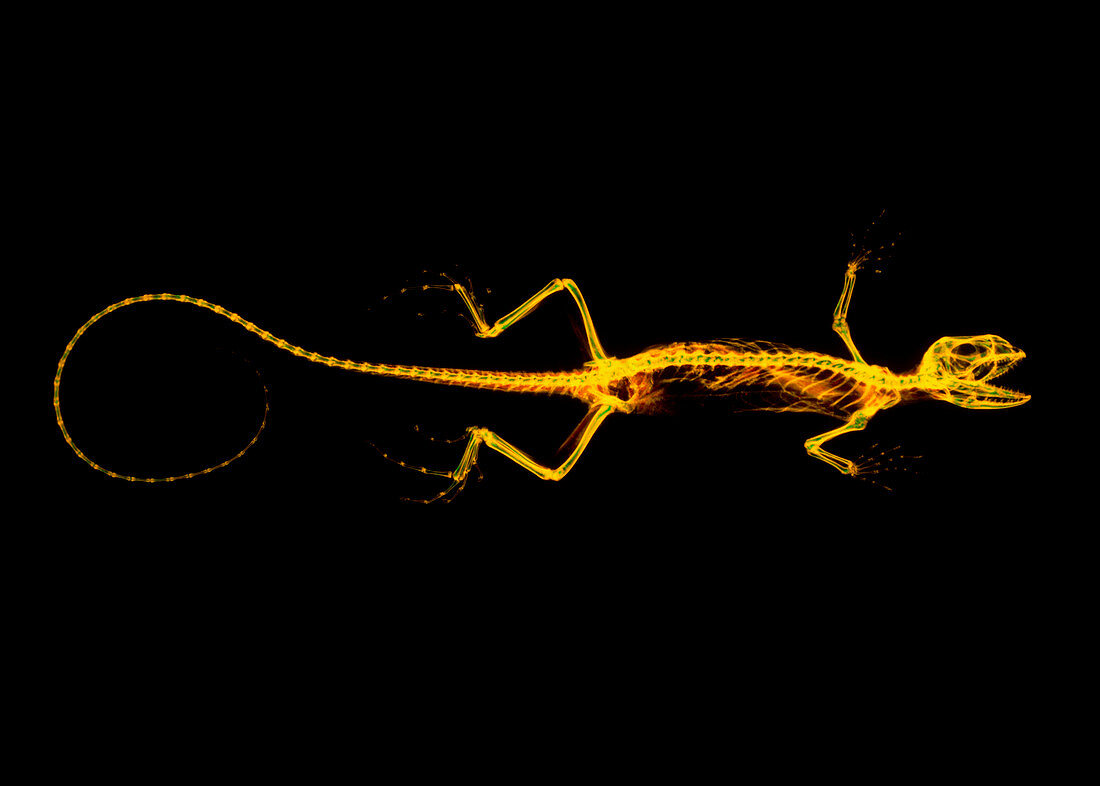 Coloured X-ray of the skeleton of an iguana lizard