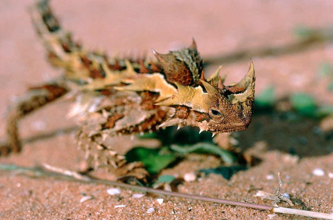 Thorny devil lizard