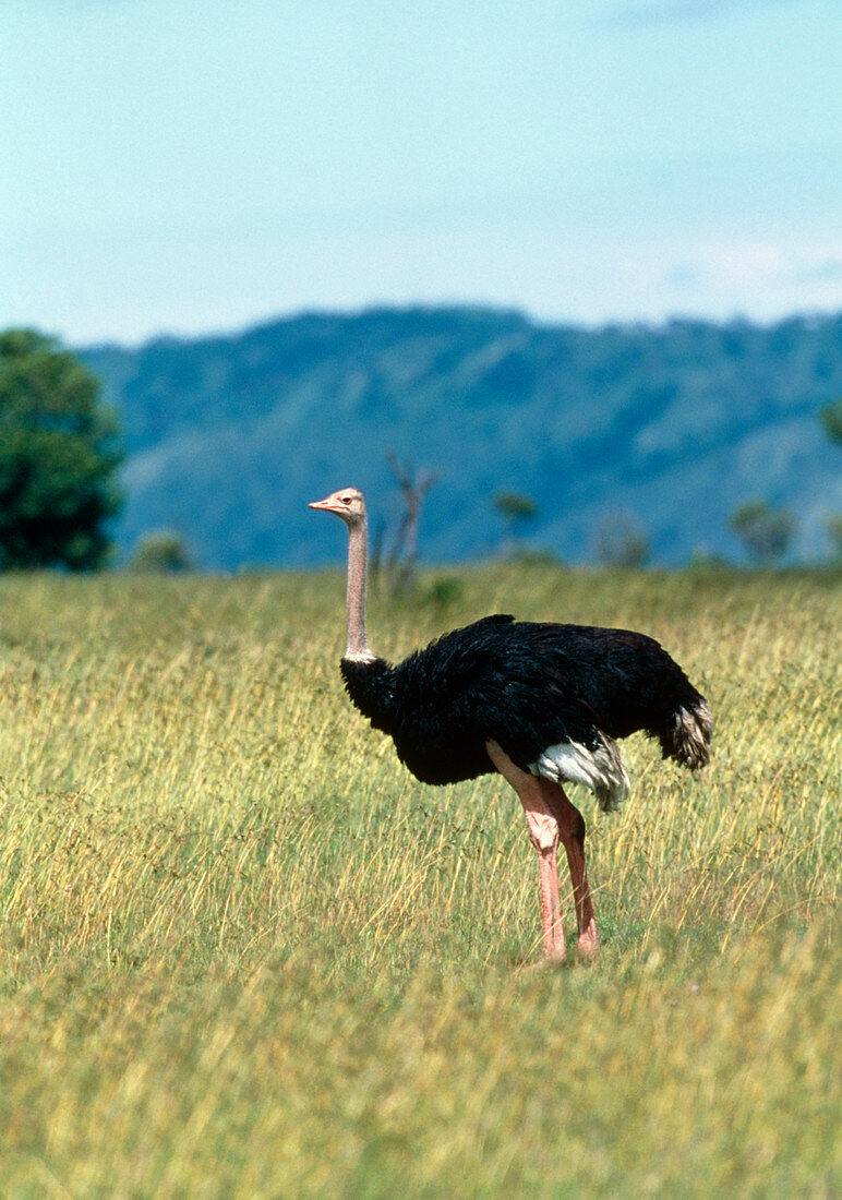 Male ostrich (Struthio camelus) on grassland