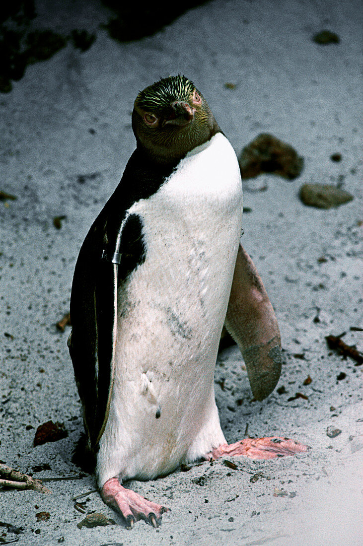 Yellow-eyed penguin