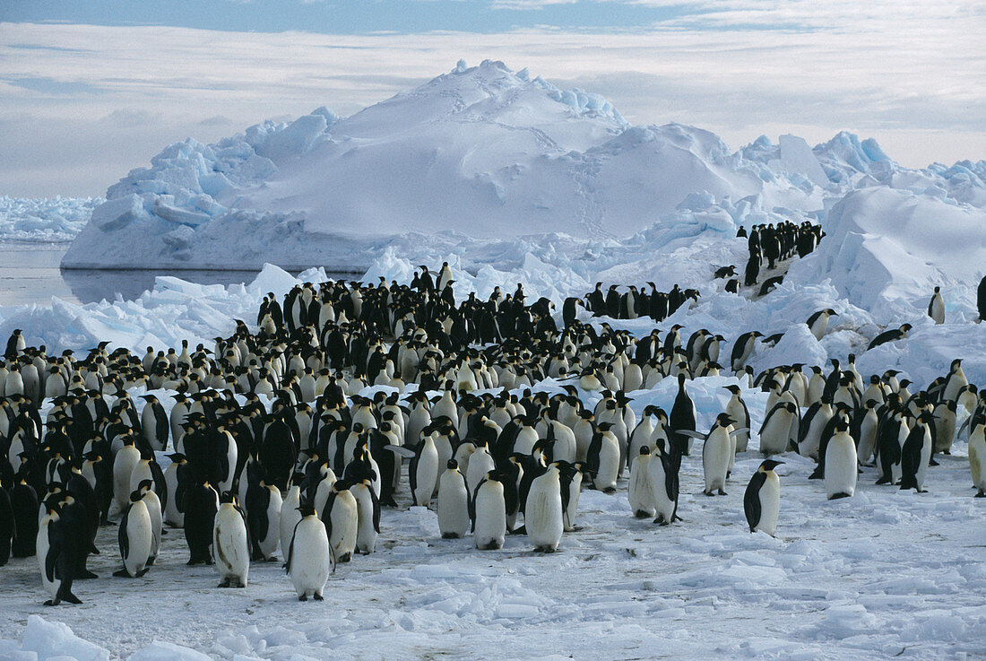 Emperor penguins