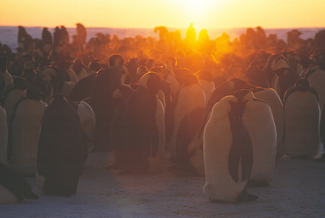 Emperor penguins huddling