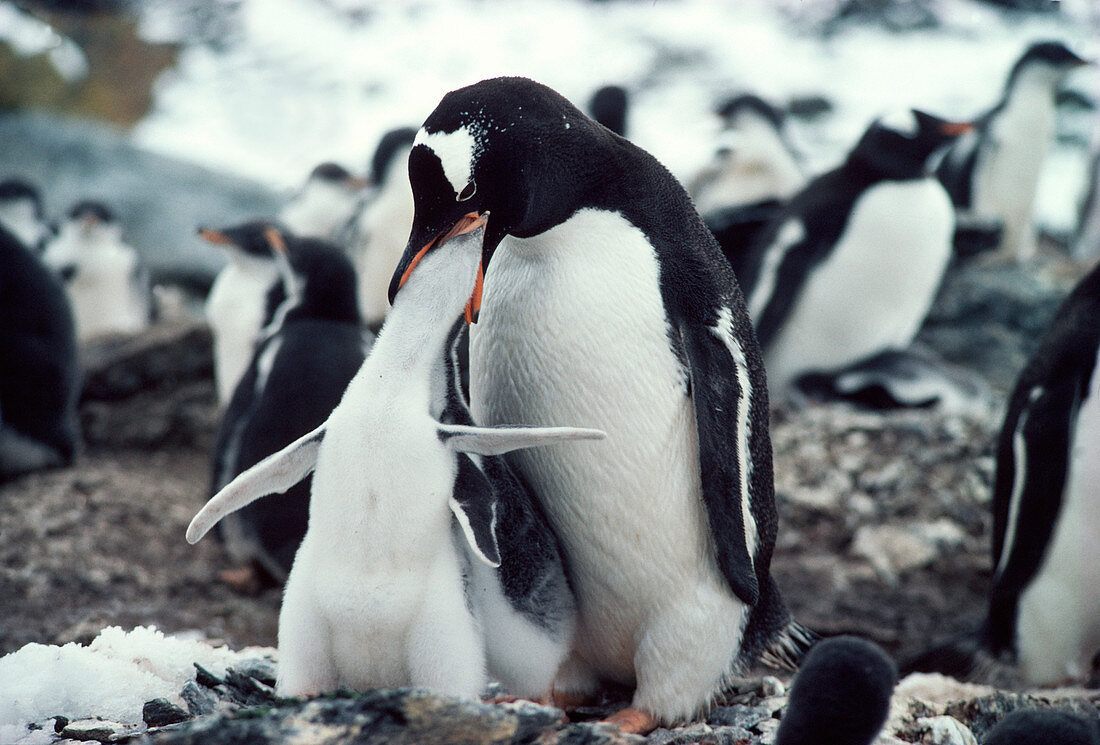 Gentoo penguin feeding chick