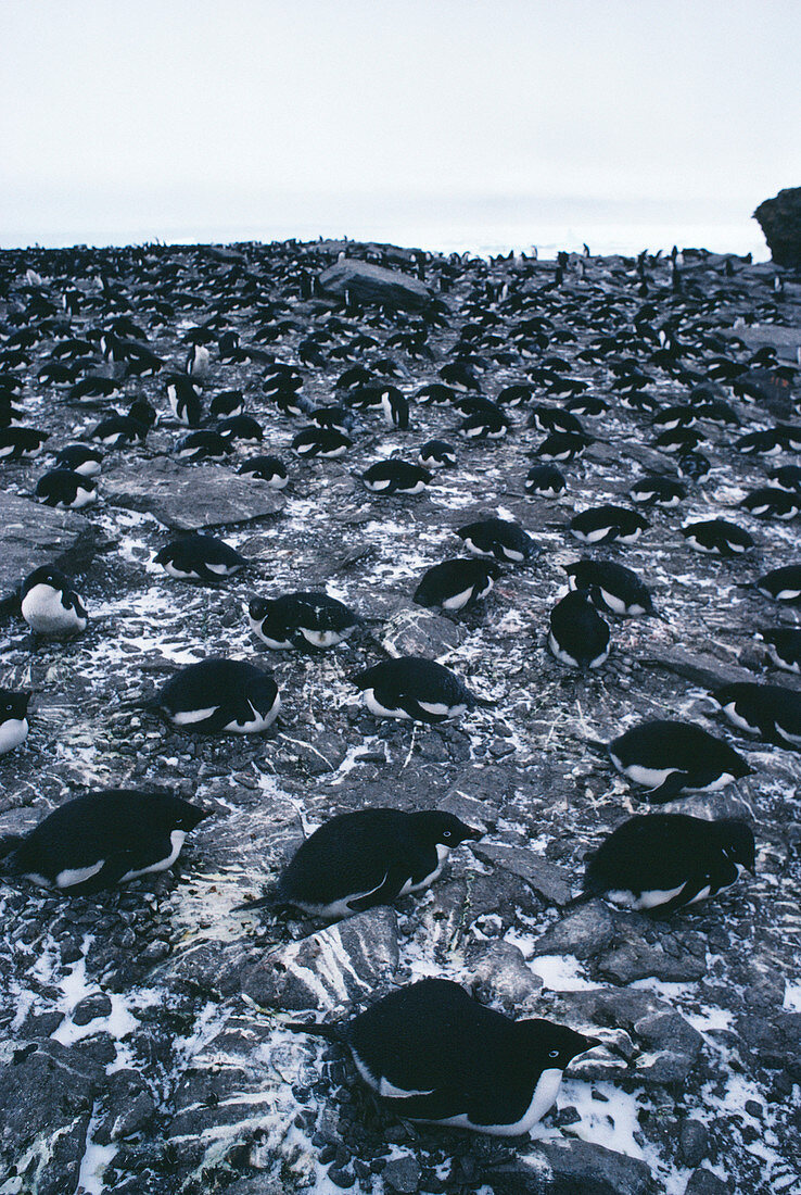 Adelie penguins on nest