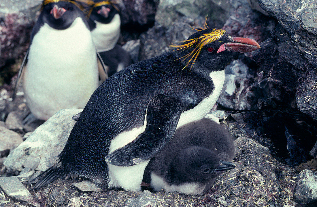 Macaroni penguin and chick