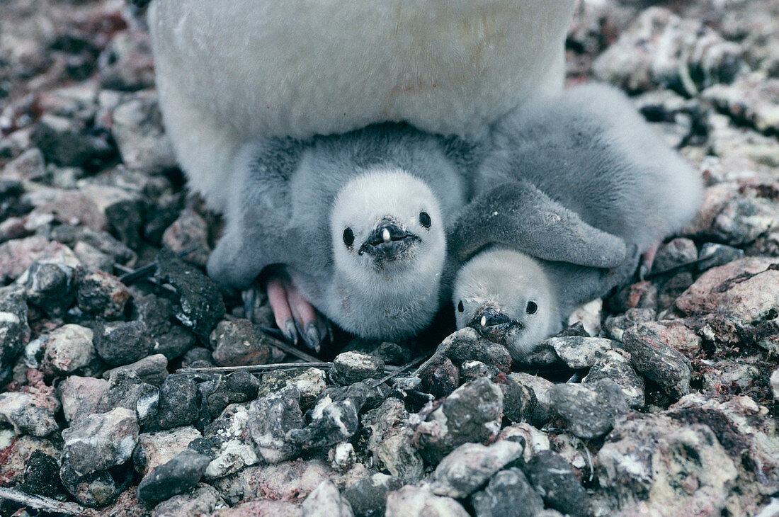 Chinstrap penguin chicks