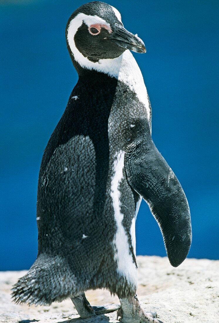 African penguin,Spheniscus demersus