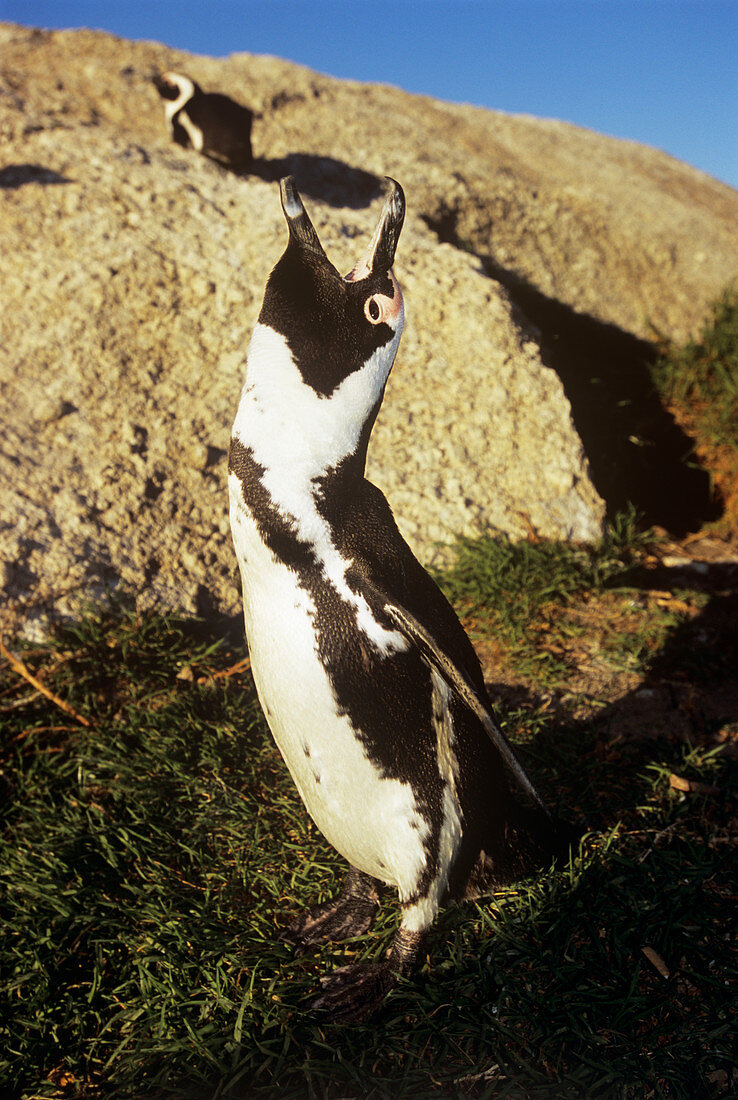 Black-footed penguin calling