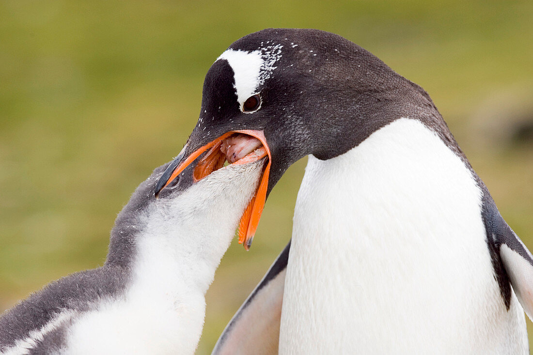 Gentoo penguin feeding its chick