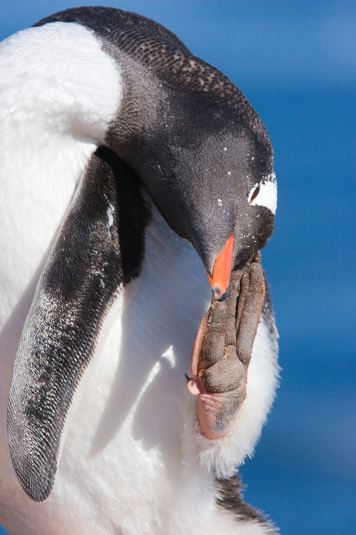 Gentoo penguin grooming