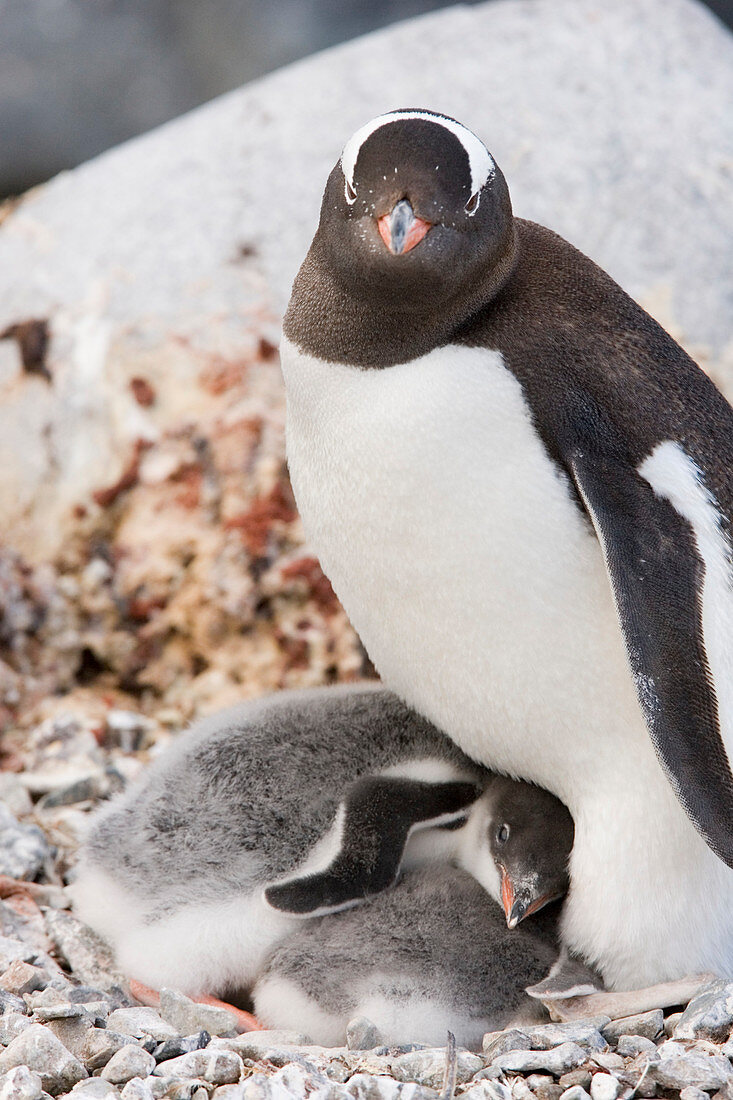 Gentoo penguin and chicks