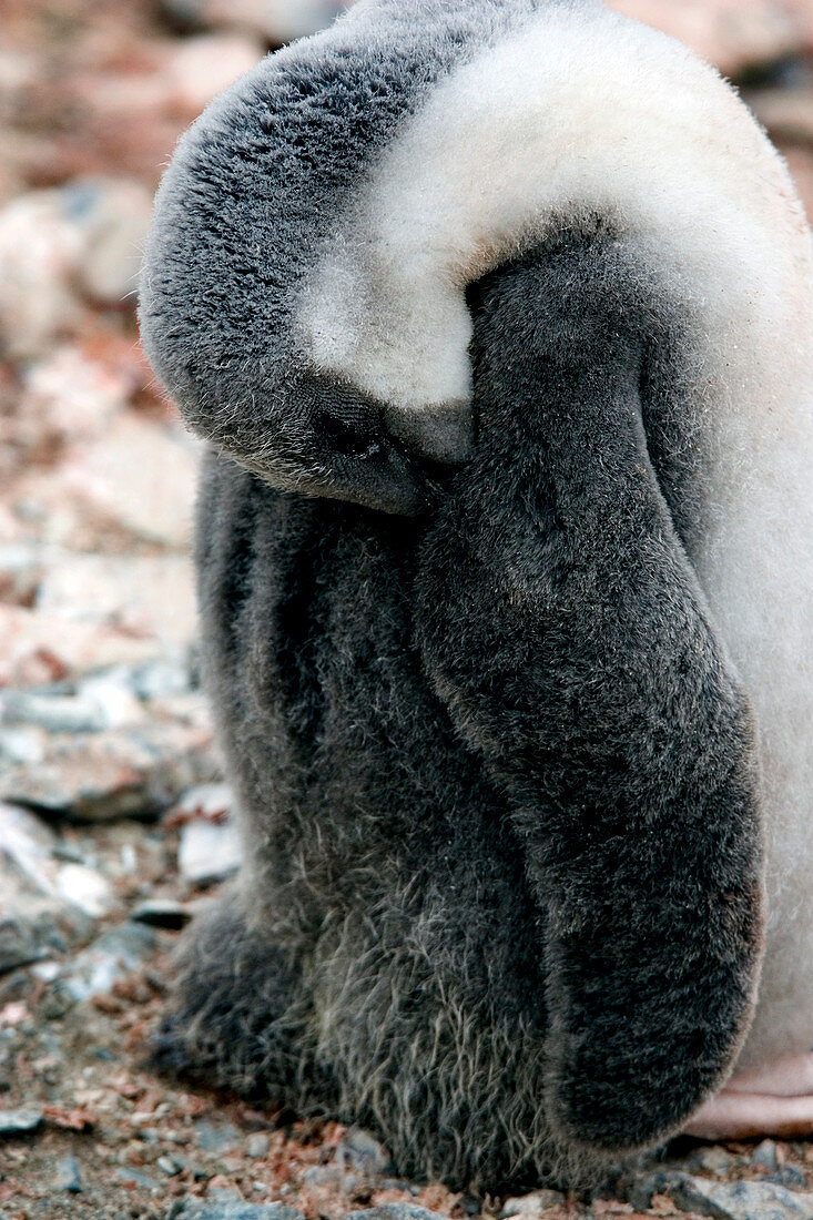 Young chinstrap penguin