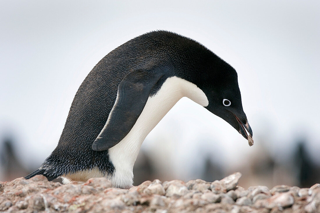 Adelie penguin