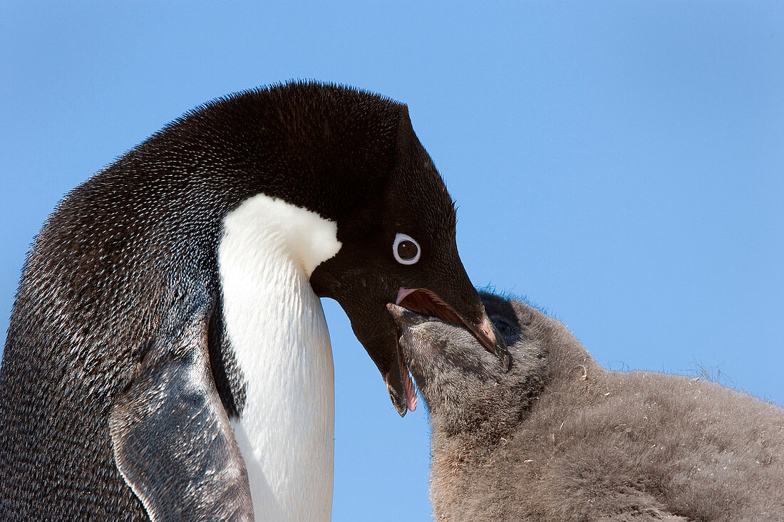 Adelie penguin feeding chick