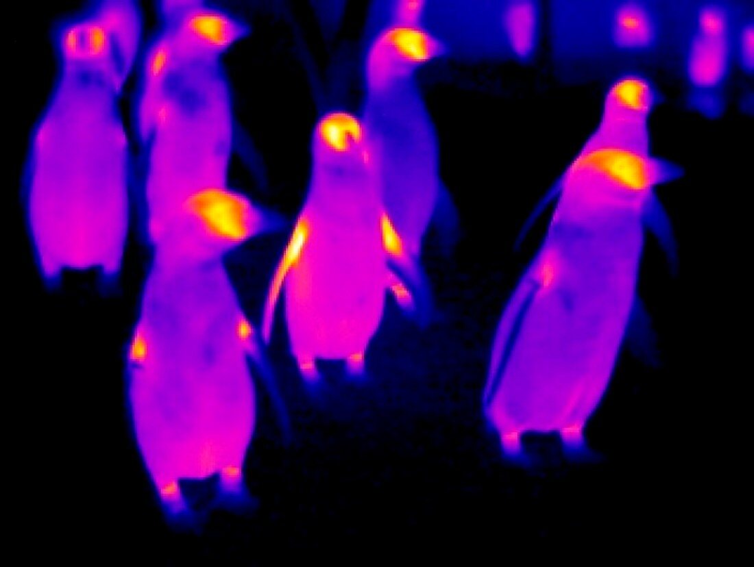 Penguins,thermogram