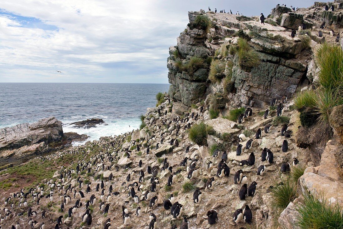 Southern rockhopper penguin colony