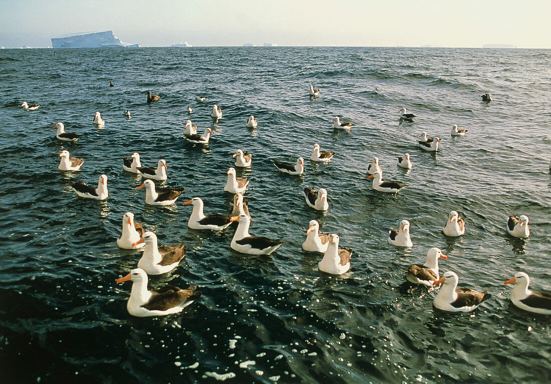 Black-browed albatrosses on water