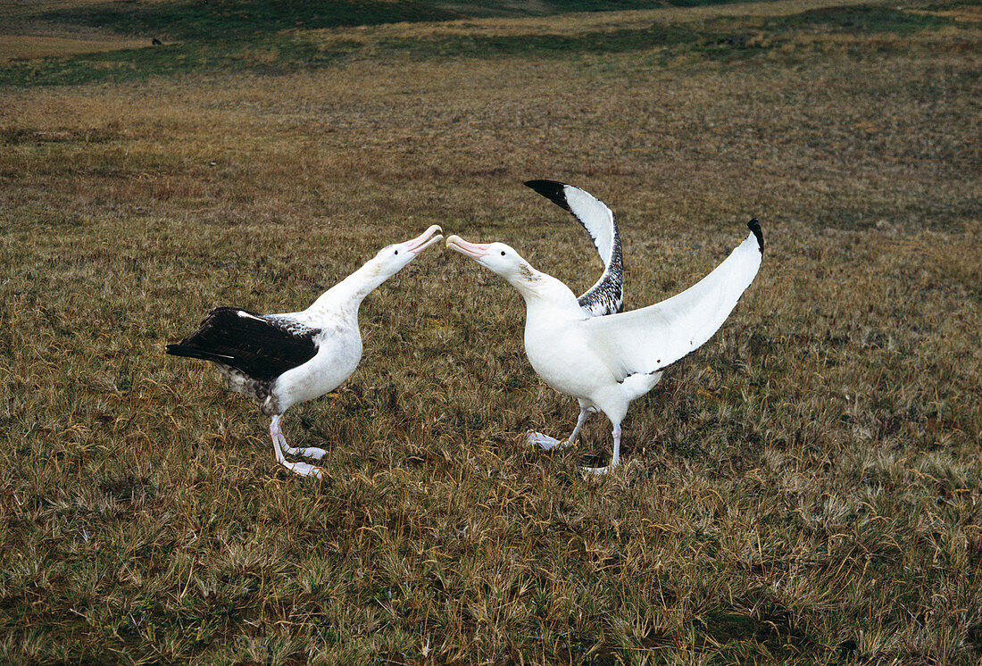 Pair of wandering albatrosses