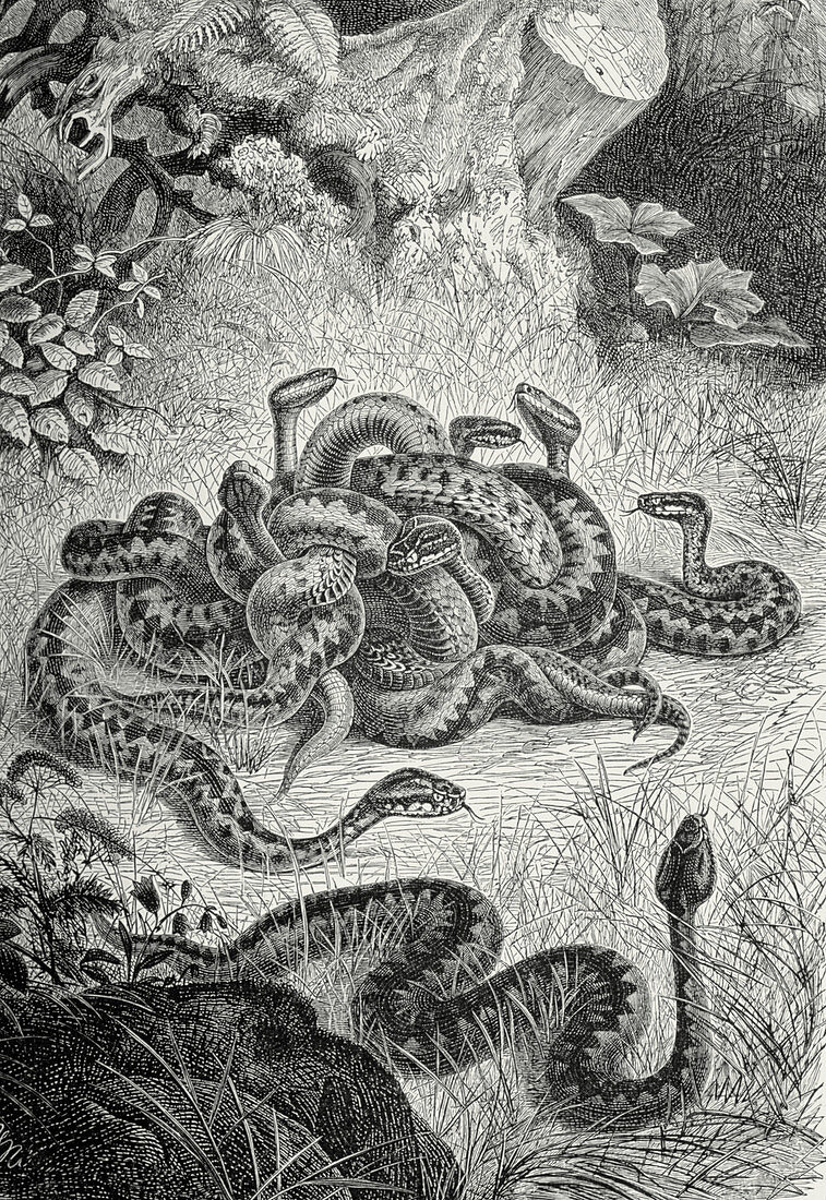 19th century engraving of a nest of vipers