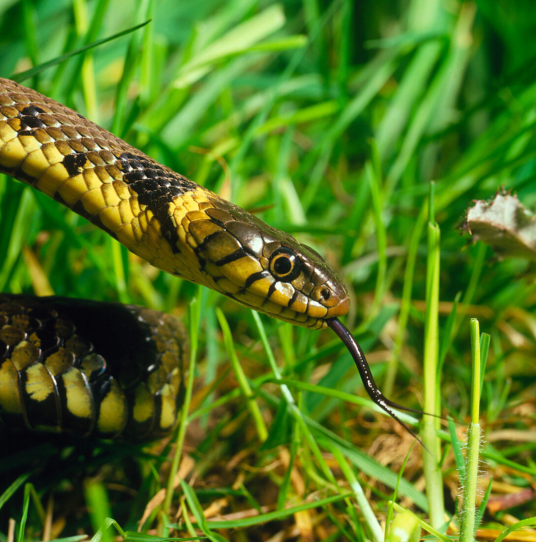 Head of common grass snake