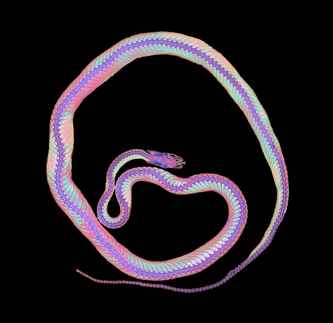 Coloured X-ray of a corn snake,Elaphe guttata