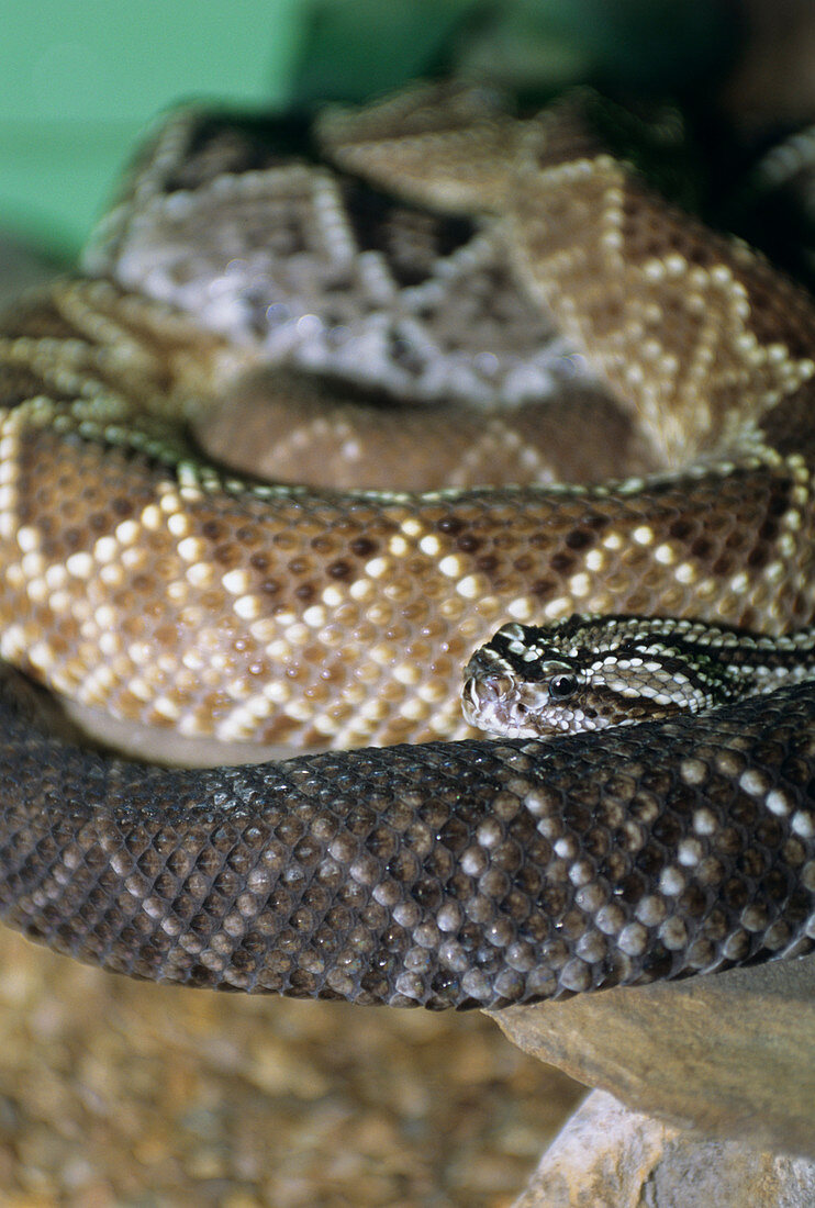 Central American rattlesnake