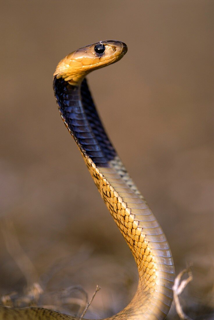 Juvenile cape cobra