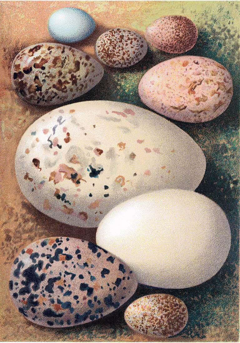 Assorted birds' eggs,historical art