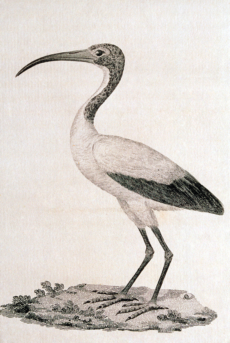 Sacred ibis,engraving