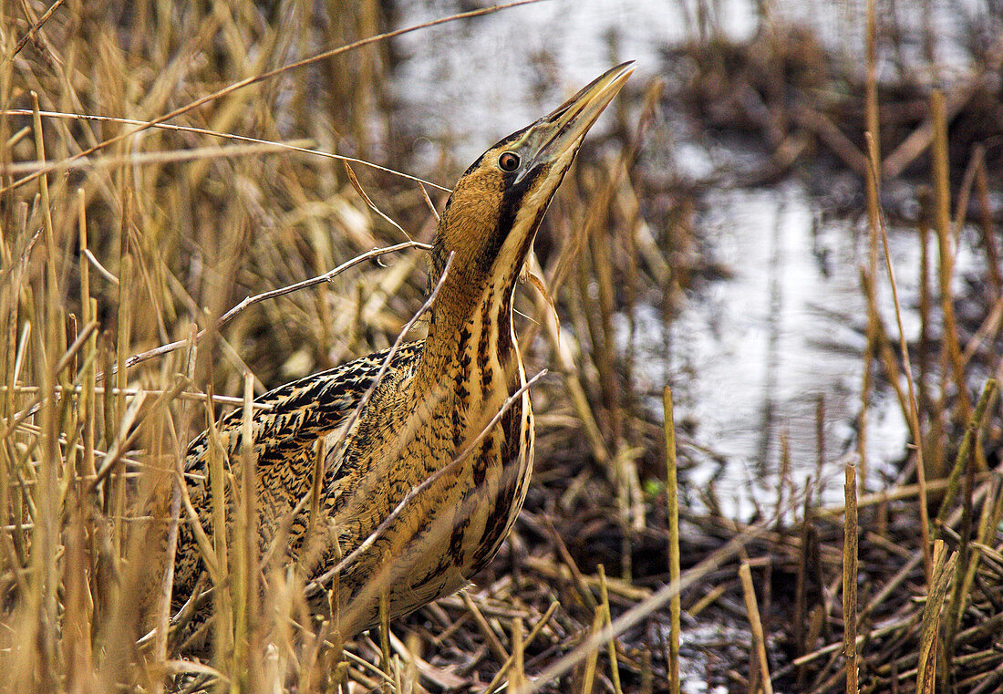 Great bittern in reed bed