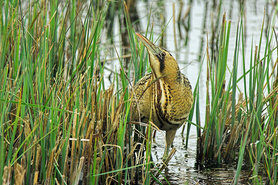 Bittern