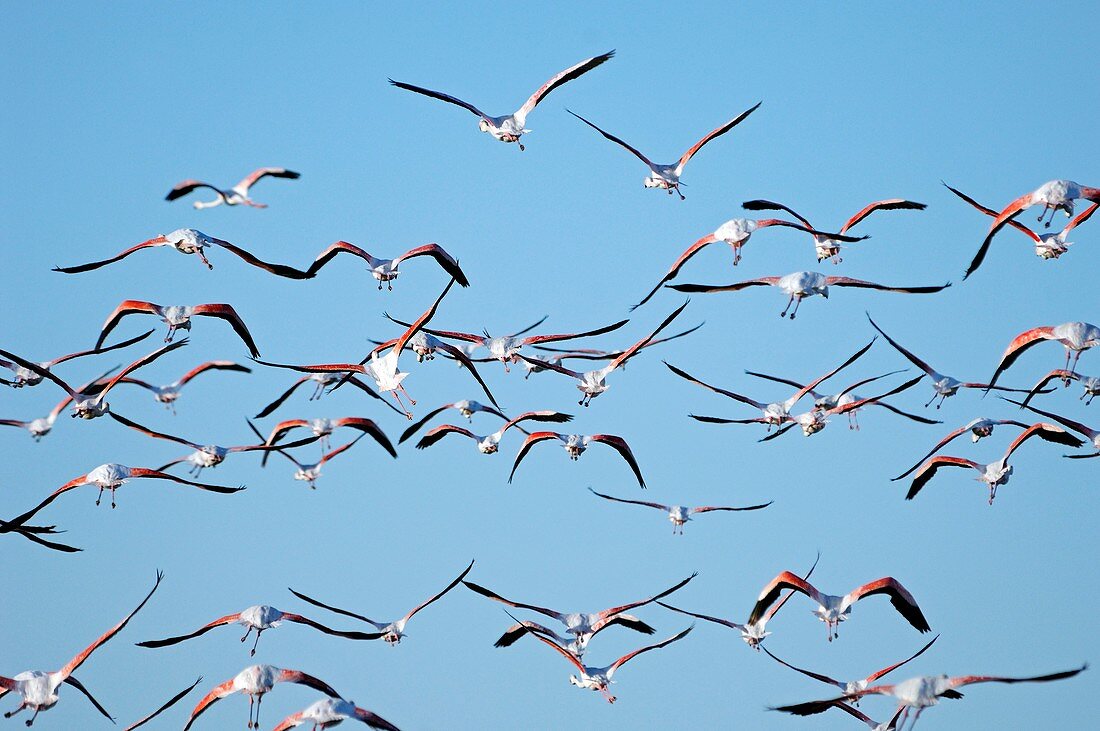 Greater flamingos in flight
