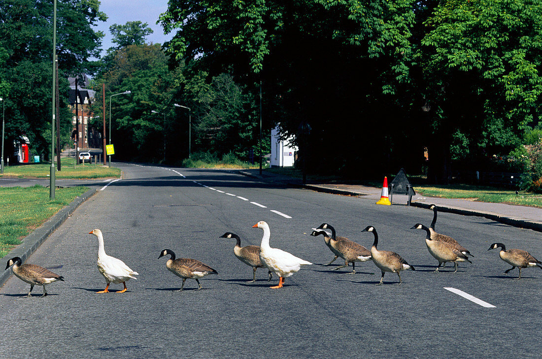 Geese crossing a road
