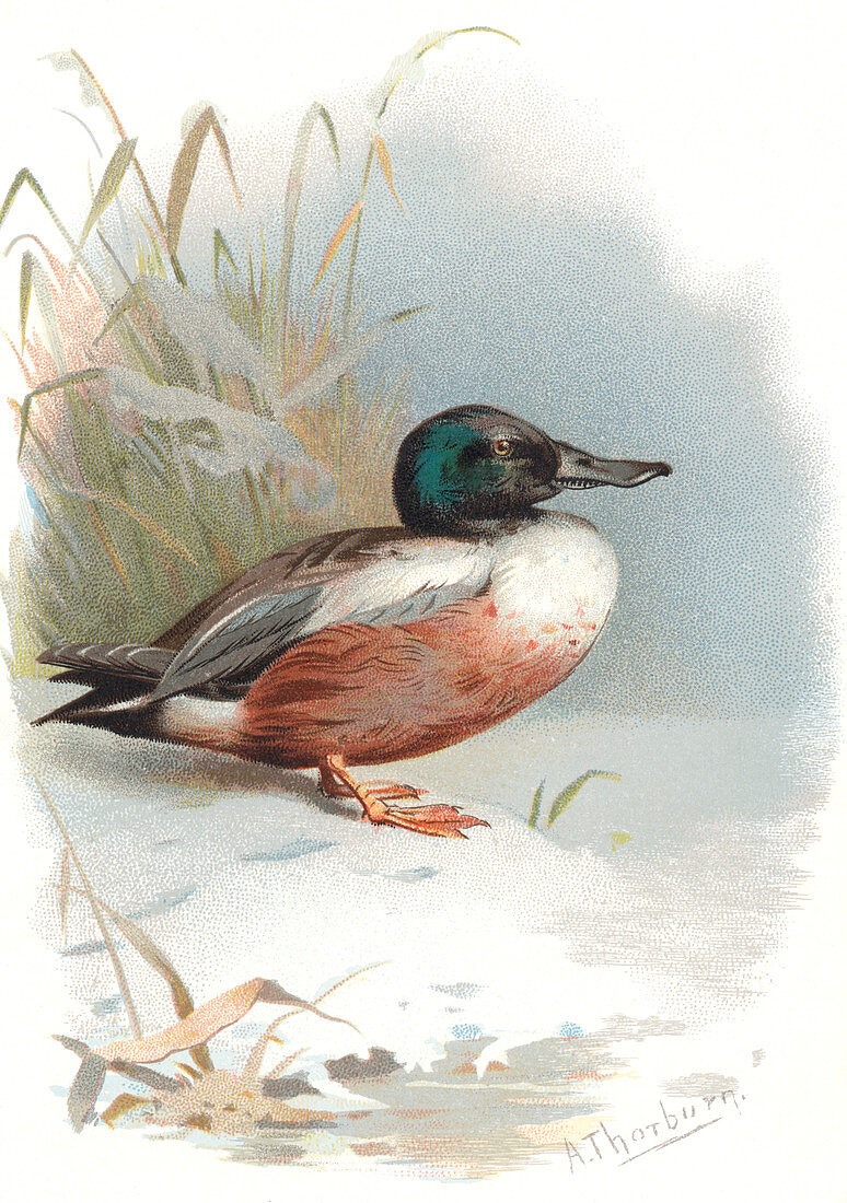 Shoveler duck,historical artwork