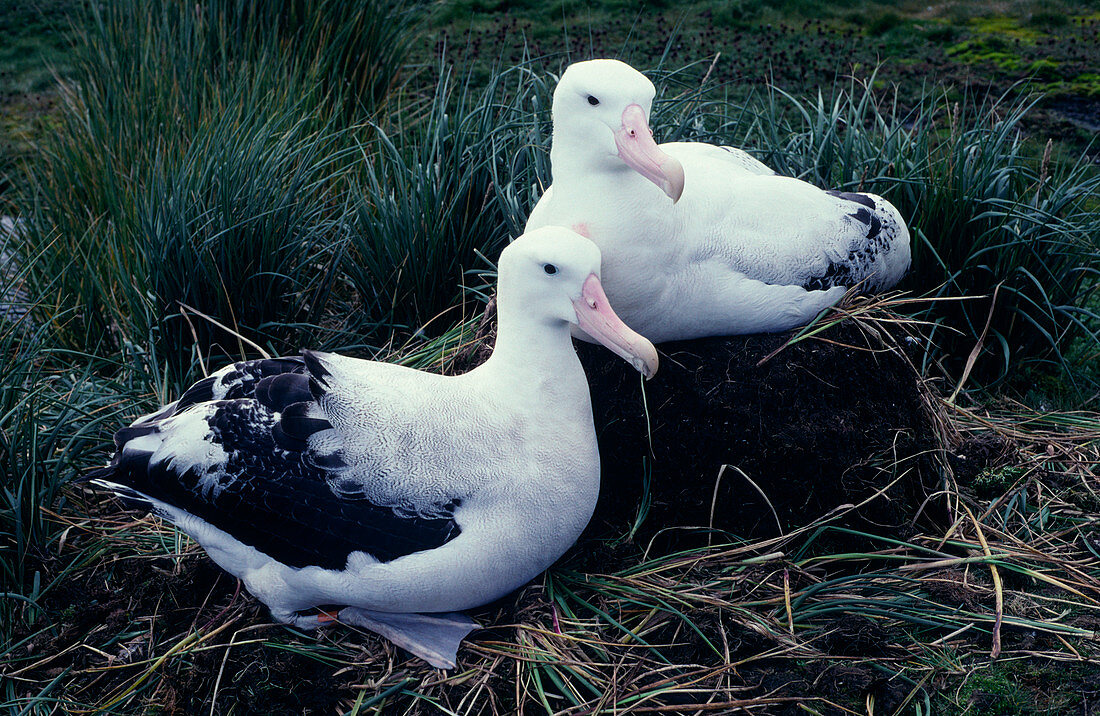 Wandering albatross pair nesting
