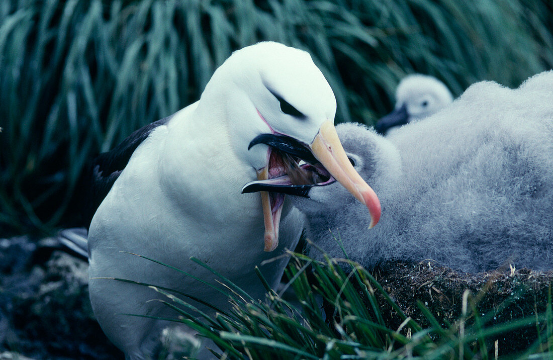 Black-browed albatross feeding its chick