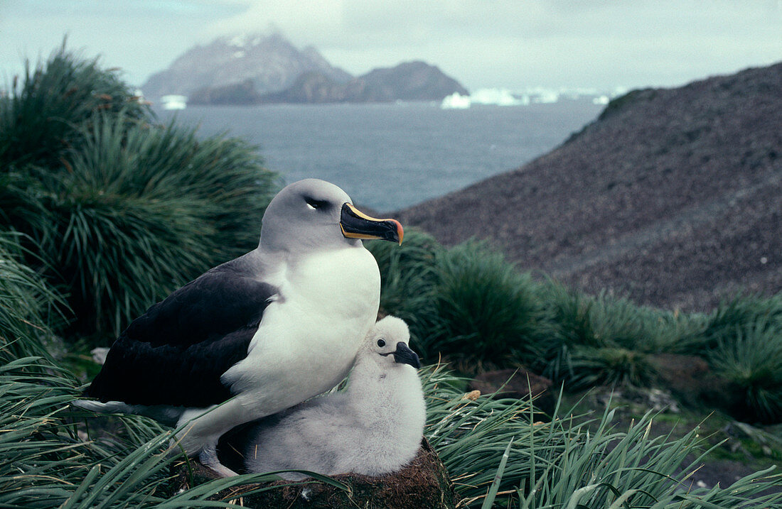 Grey-headed albatross and chick