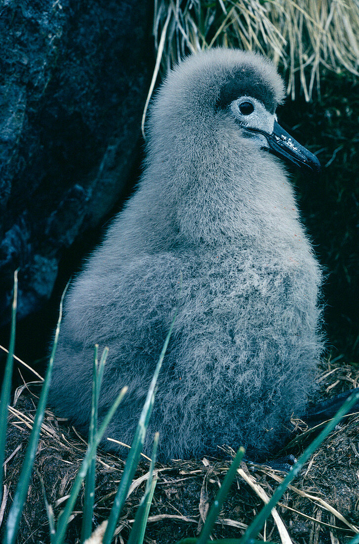 Light-mantled albatross chick