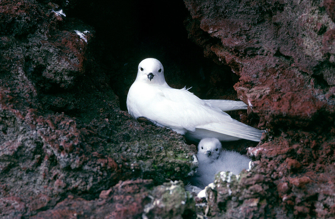 Snow petrel and chick